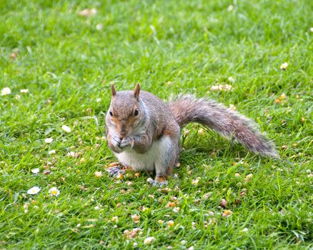 A Gray Squirrel eating nuts on grass in a park