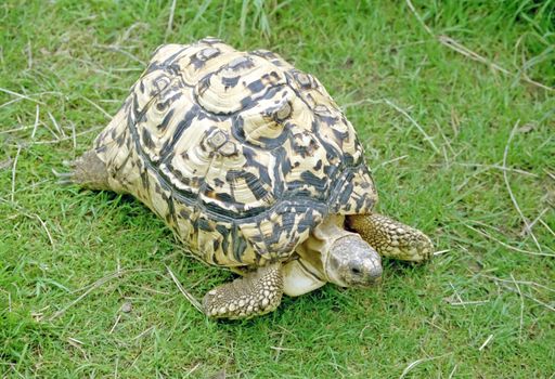 A Large Tortoise with a beautiful patterned shell
