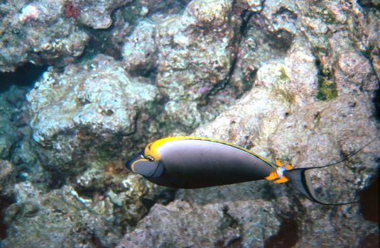 An Orangespine Unicornfish Scientific Name Naso Literatus on a reef in the Maldives