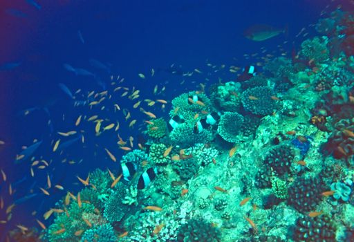 A Coral Reef teeming with Fish off the island of Thudufushi in the Maldives