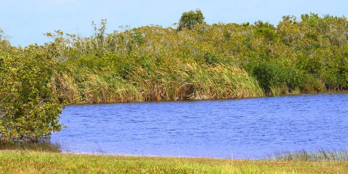Beautiful scenery at Everglades National Park of Florida, USA.