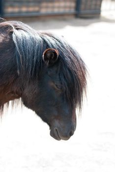 pony closeup photo on a summer background