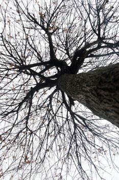 Silhouette of a tree without leaves
