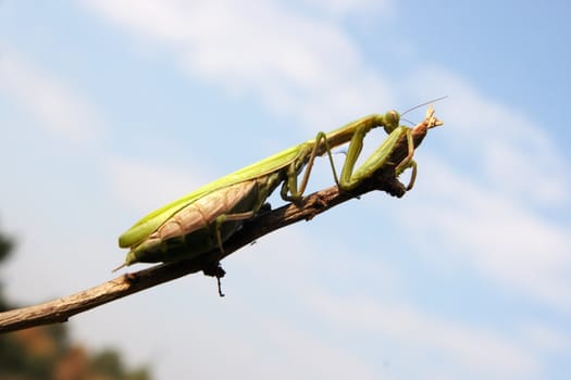 Green mantis on a branch on the background of the cloudy sky, (Mantis religiosa)
