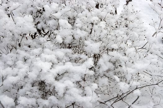 texture of tree in to snow
