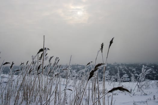 Winter field in the snow and cloudy sky
