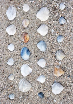 Sea shells spread on the sand, texture,  background
