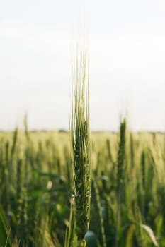 Green wheat field on the background cloudy sky
