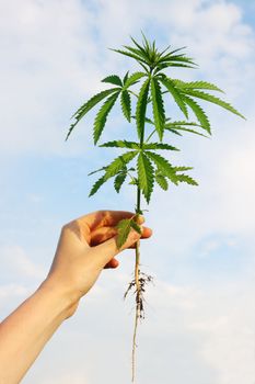 hemp in his hand against the backdrop of cloudy skies
