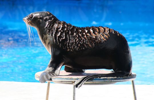 Fur Seal performing at Circus. (Callorhinus ursinus)
