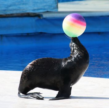 Fur Seal performing at Circus. (Callorhinus ursinus)
