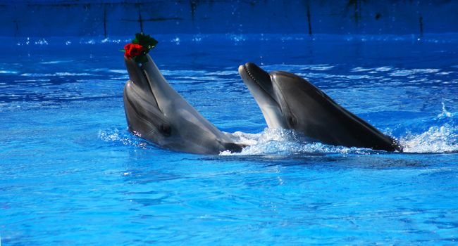 Two dolphins in the swimming pool. (Delphinidae)
