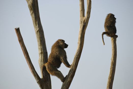 Two baboons sitting on the trees, blue sky background