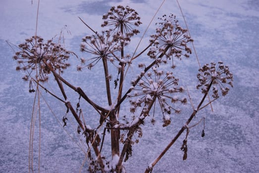 Flower in winter ice