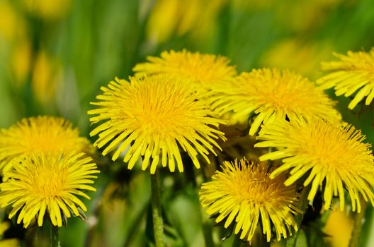 Closeup of yellow dandelions on the meadow
