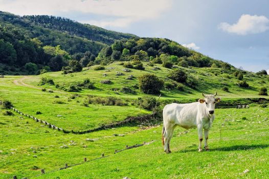 Cow grazing on a green pasture in the valley