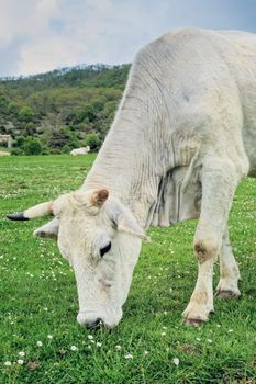 Cow grazing on a green pasture in the valley