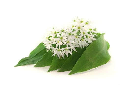 fresh Wild garlic with flowers on a white background