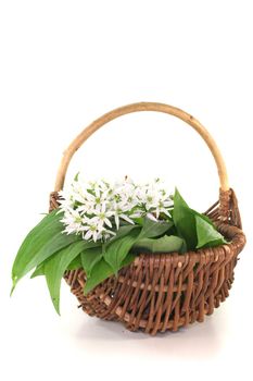 fresh Wild garlic in the basket with flowers on a white background