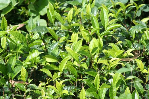 Tea plants of a tea plantation of Sri Lanka