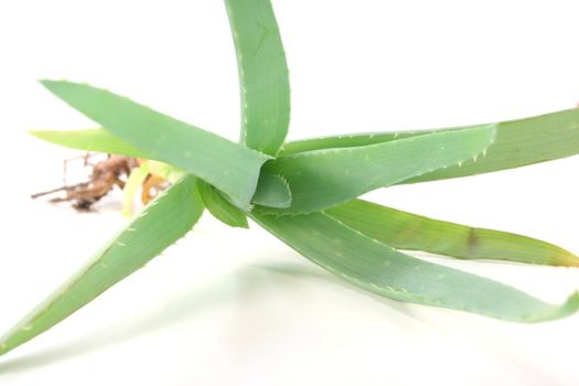 green herb Aloe vera on a white background