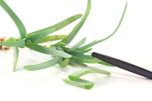 Aloe Vera plants, some cut with a knife on a white background