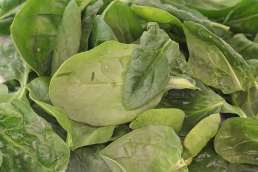 fresh green spinach leaves on a white background