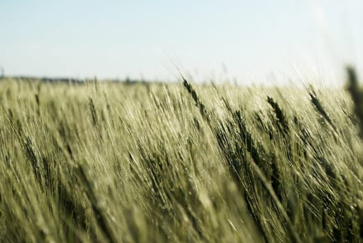 immature wheat  field  on  a background of blue sky