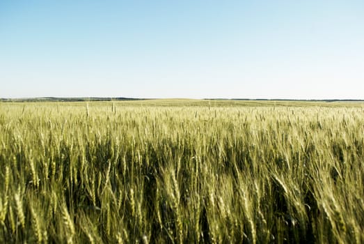 immature wheat  field  on  a background of blue sky