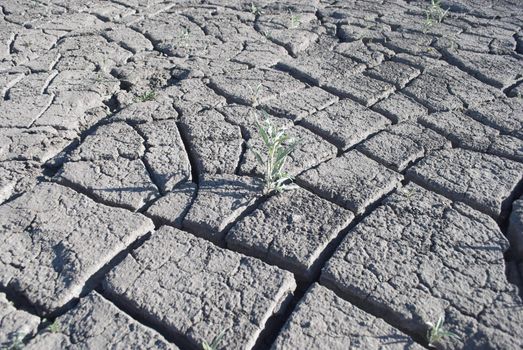 plant growing  in the cracked soil