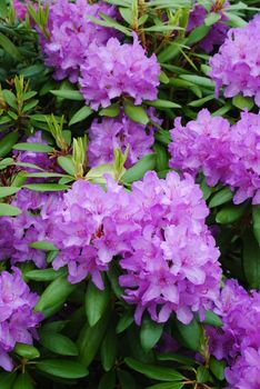 rhododendron with pink flowers