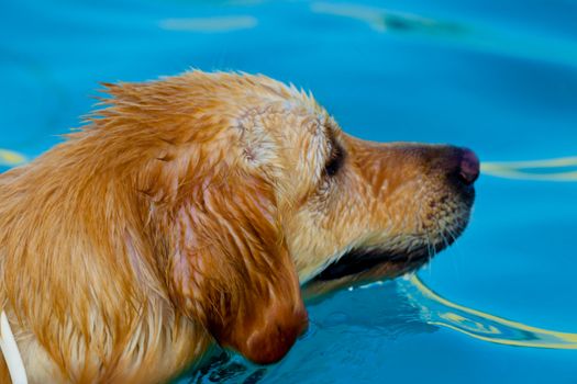 Nice specimen of dog of the race Golden Retriever swimming on a  swimming pool