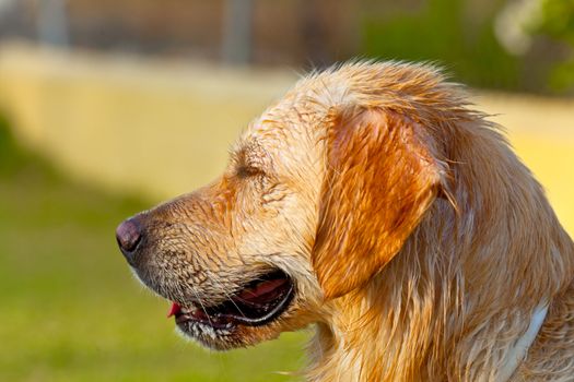 Nice specimen of dog of the race Golden Retriever