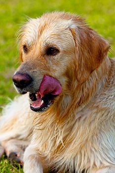 Nice specimen of dog of the race Golden Retriever