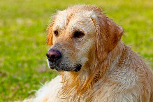 Nice specimen of dog of the race Golden Retriever