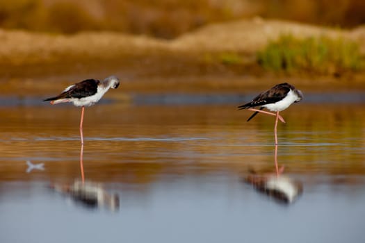 Three black-winged Stilt taking a break on the water