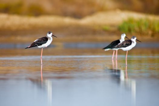 Three black-winged Stilt taking a break on the water