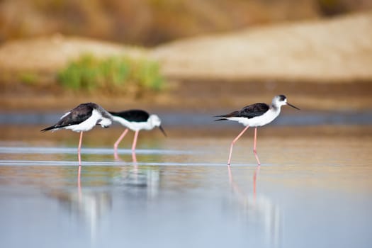 Three black-winged Stilt taking a break on the water
