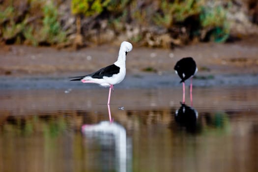 Two black-winged Stilt searching for some to eat