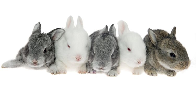 Five little rabbits in a row on the white background
