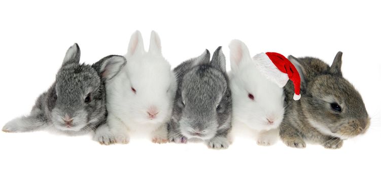 Five little rabbits in a row, one of Santa Kraus on the white background
