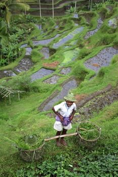 BALI. INDONESIA - 07 July 2010: Adult asian man with  the baskets filled with a grass 7 july 2010 on Bali. Indonesia