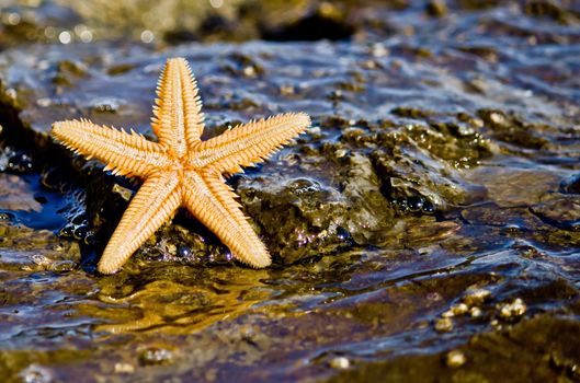 Starfish on the rock in the sea water,horizontal