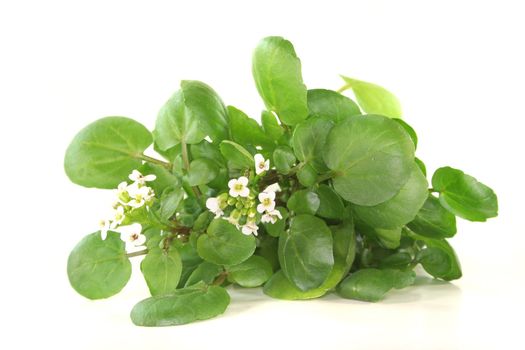 a sprig of fresh watercress on white background