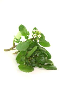 a sprig of fresh watercress on white background