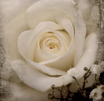 vintage texture rose