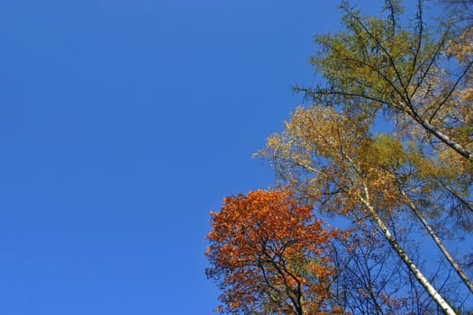 crown of the tree on the sky background