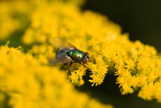 green bottle fly