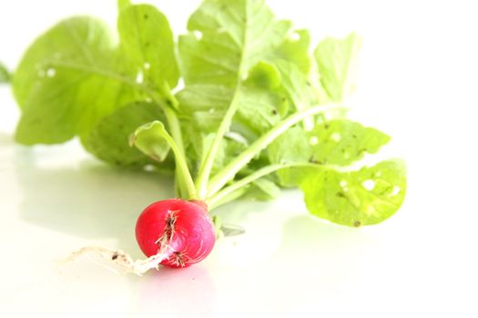 Shot of Cherry Belle Radish on white
