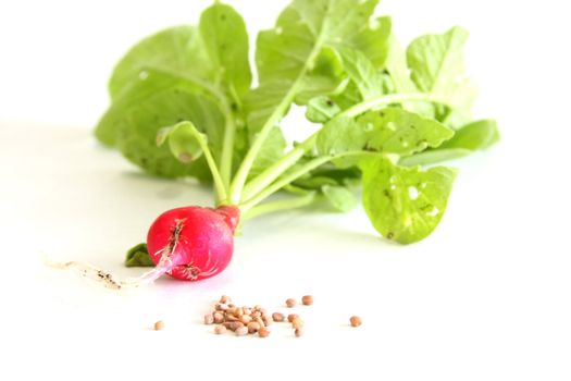 Cherry Belle radish with seeds on white